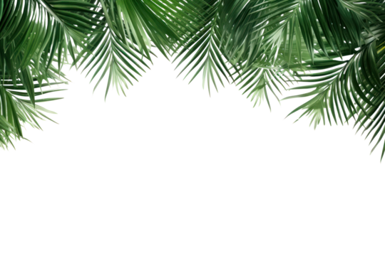 PNG Leaf coconut tree green backgrounds pattern