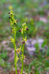 L'Ophrys petite araign&eacute;e &agrave; Kaysersberg vignoble, Mont de Sigolsheim, CeA, Alsace, Grand Est, France