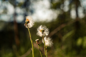 Frühling im Wald, wenn die Blütezeit beginnt, Pollenflug, Schlehe, Kirsche, Lupinen, Pusteblume