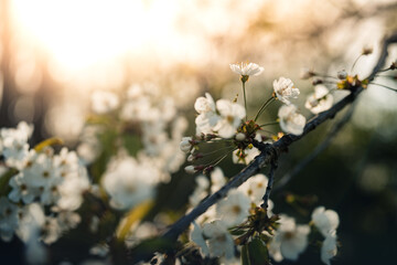 Frühling im Wald, wenn die Blütezeit beginnt, Pollenflug, Schlehe, Kirsche, Lupinen, Pusteblume