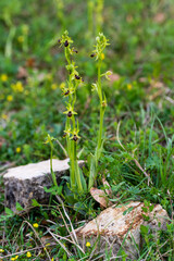 Pieds d'Ophrys petite araignée à Kaysersberg vignoble, Mont de Sigolsheim, CeA, Alsace, Grand Est, France