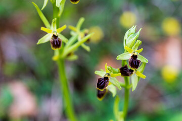 Beauté naturelle : l'orchidée sauvage Ophrys petite araignée à Kaysersberg vignoble, CeA, Alsace, Grand Est, France