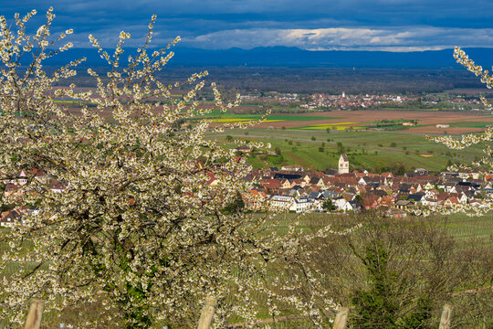 Mittelwihr : quand le vignoble alsacien s'éveille sous les pétales d'un cerisier en fleurs, CeA, Alsace, Grand Est, France