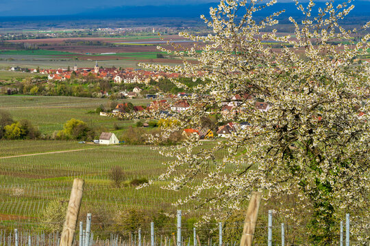 Printemps à Beblenheim : les cerisiers fleurissent dans le vignoble alsacien, CeA, Alsace, Grand Est, France