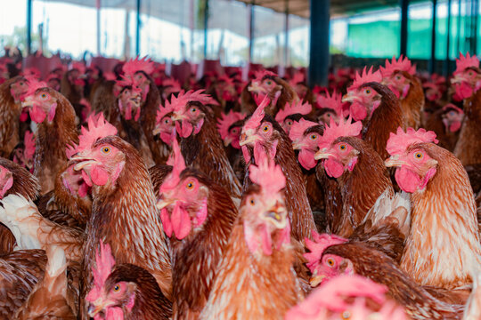SHED WITH RED LAYING HENS IN CLOSEUP