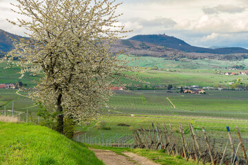 Obraz premium Cerisier en fleurs sur fond de paysage viticole, au pied du château du Haut-Kœnigsbourg, Alsace, Grand Est, France