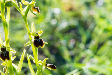 Obraz premium Découverte de la flore régionale : Ophrys petite araignée dans le piémont des Vosges, Kaysersberg vignoble, Alsace, France