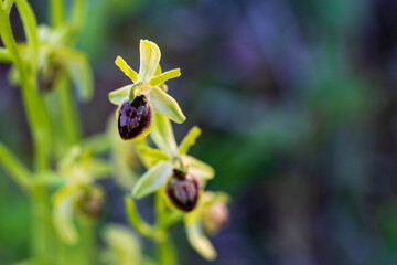 Flore alsacienne : l’orchidée Ophrys petite araignée à Kaysersberg vignoble, piémont des Vosges, Alsace, Grand Est, France