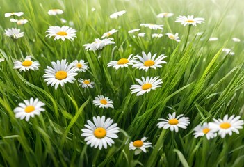 Fototapeta premium Flowers of daisies in grass.