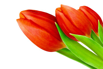3 Red Tulips isolated on white background