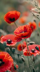 Fototapeta premium Free photo poppy flowers in nature, In remember of military veteran and Happy memorial day Celebration 