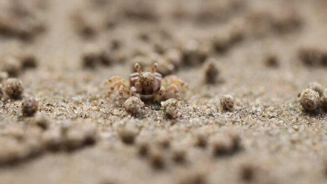 A tiny sand bubbler crab of genus Scopimera is rolling the sand in his mouth to eat plankton and nutriments, making balls of sand all around his burrow. Thailand.