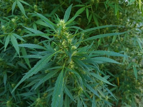 Flor de cannabis en crecimiento