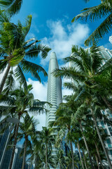 Fototapeta na wymiar Palm trees in the city. Miami downtown.