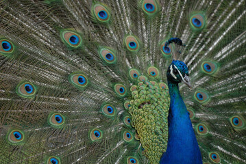 Fototapeta premium Portrait of beautiful peacock with feathers out