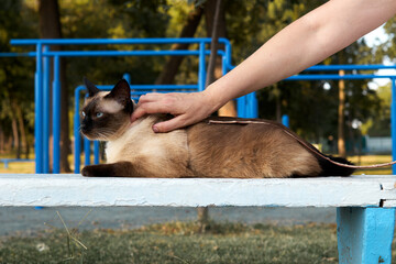 Beautiful colorpoint blue-eyed mekong bobtaile cat lying on the bench. Owner petting touching...