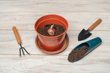 Flower bulb in a pot. Planting a lily bulb in a flower pot.