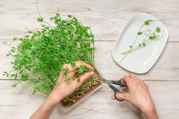 Woman cutting fresh micro green on white wooden background