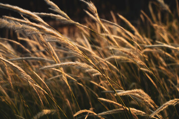 Grass flower with sunset light for background  Nature background.