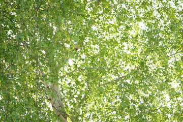 birch tree with green leaves in sky background.