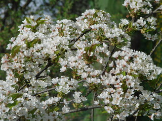 Kwiaty drzew owocowych