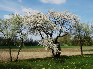 Kwiaty drzew owocowych © tomo81
