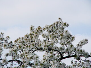 Kwiaty drzew owocowych © tomo81