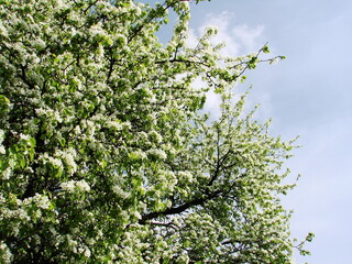 Kwiaty drzew owocowych