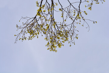 Norway maple branches