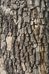 London plane bark detail
