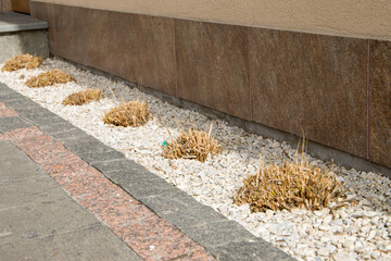 Garden stone walkway with dry grass and pebbles.