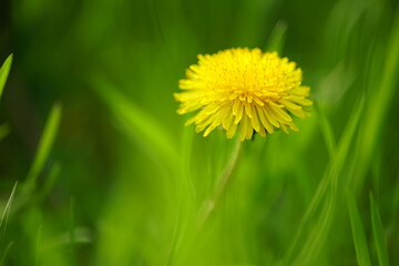 Yellow dandelion flower in green grass background