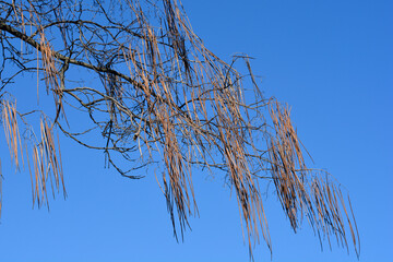 Common catalpa branches with dry seed pods