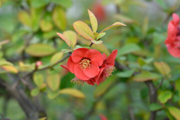 Japanese Flowering Quince branch with flowers