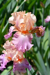 Tall bearded iris Sweet Musette flower