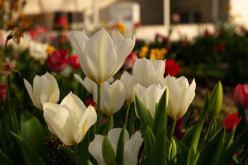 White tulips in a park in spring. Blurred background.