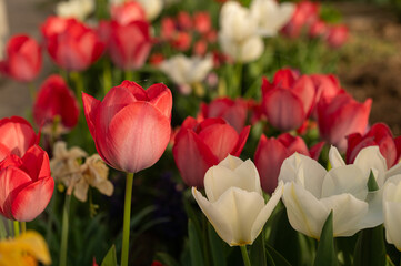 Red and white tulip flowers in a park in the spring season.