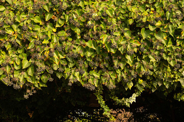 Beautiful fruits of Common Ivy Hedera Helix Linne. Hedera helix (common, English ivy, European ivy) with fruit berries. Hedera helix fruit Black and purple berries among ivy leaves.