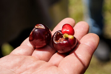 Hand displays cherries partly eaten by birds (Sturnus) - An example of an agricultural product...