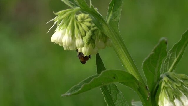 Bumble Bee flying details Bumblebee