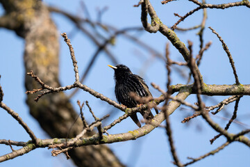 Spring's vocalist: starling in splendor. A sturnus vulgaris boasts its breeding plumage among the awakening branches of spring