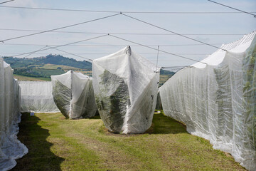 Cherry trees' protective shrouds. Row of cherry plants under protective covers; safeguarding against weather and pests in a lush landscape. Example of innovative aids for agriculture.