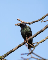 Solitary starling's vigil. Perched alone, a watchful sturnus vulgaris surveys the spring sky, its iridescent plumage shimmering in the sunlight