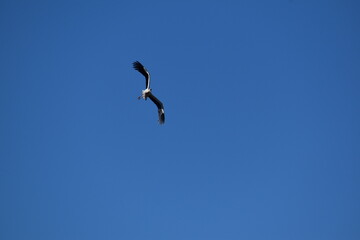 Cicogne in volo a Racconigi