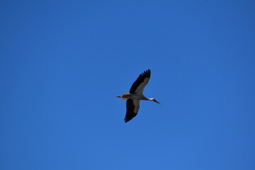 Cicogne in volo a Racconigi