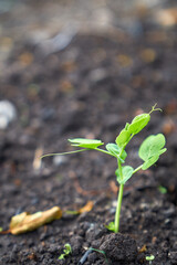 Young green beans growing garden