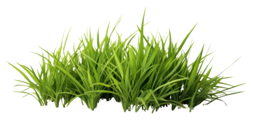 PNG  Grass plant green lawn