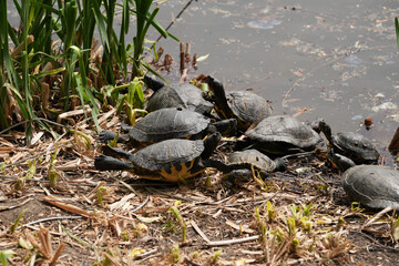 turtles on the ground