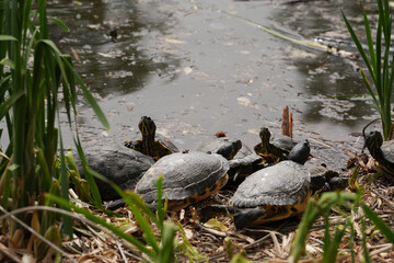 turtles in the pond