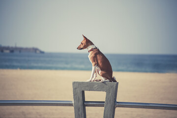 Dog Sitting on Top of Metal Rail